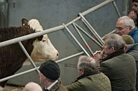 Farmers and buyers view the stock.