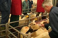 Marking some sheep with a coloured spray