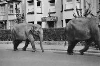 Circus elephants passing Sunningdale School