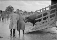 A bull being led off a trailer in 1943.