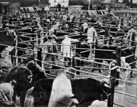 The Devon Cattle Breeders' Society sale ensured busy stock pens in 1943