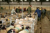 Working down the pens, in the sheep sale.