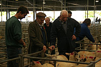 Sheepmarket